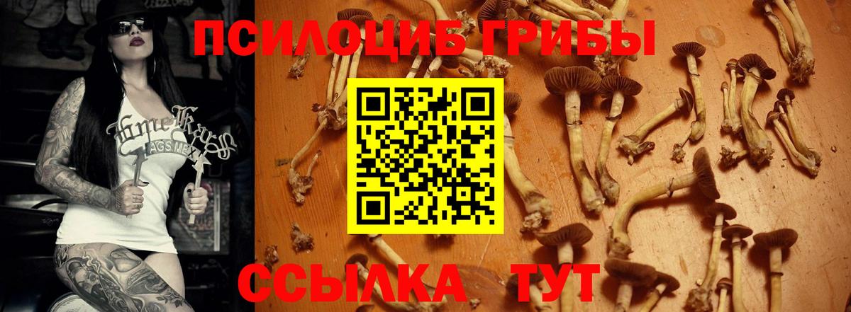 Галлюциногенные грибы Psilocybe Балашиха